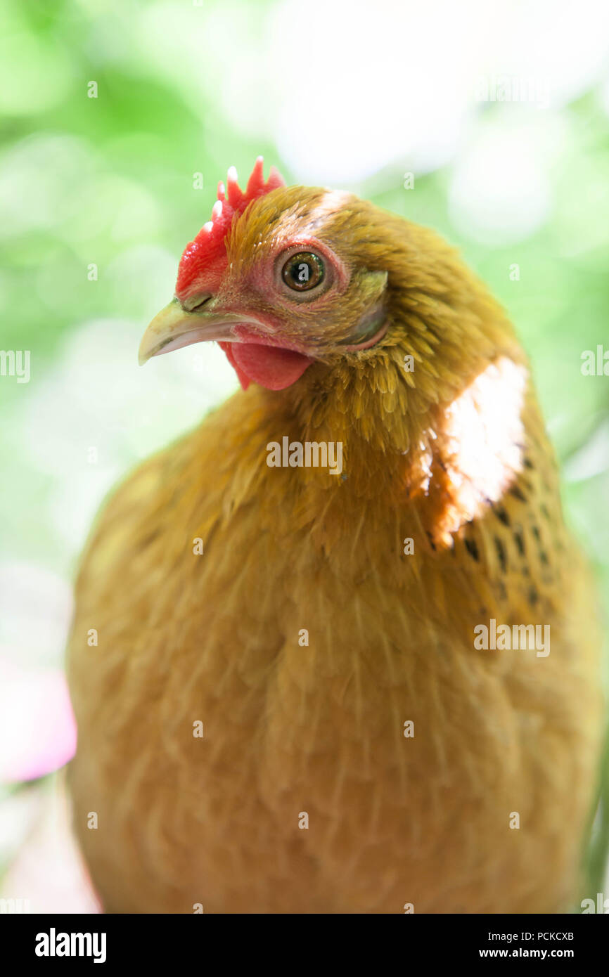 Sablepoot pollo Gallina Foto Stock