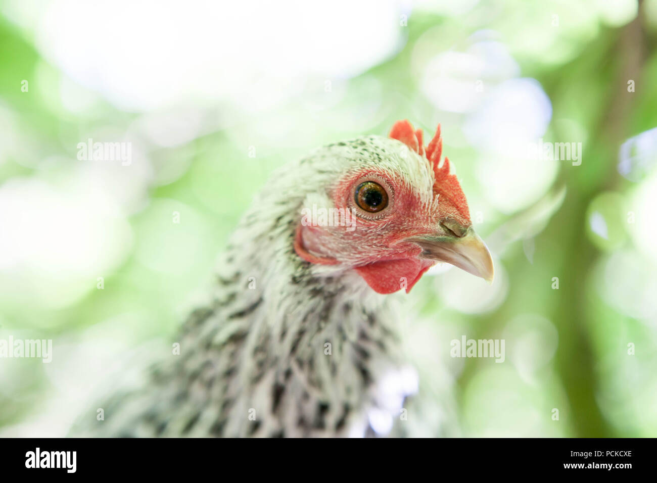 Sablepoot pollo Gallina Foto Stock