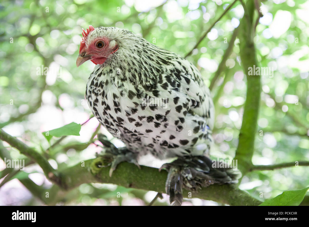 Sablepoot pollo Gallina Foto Stock