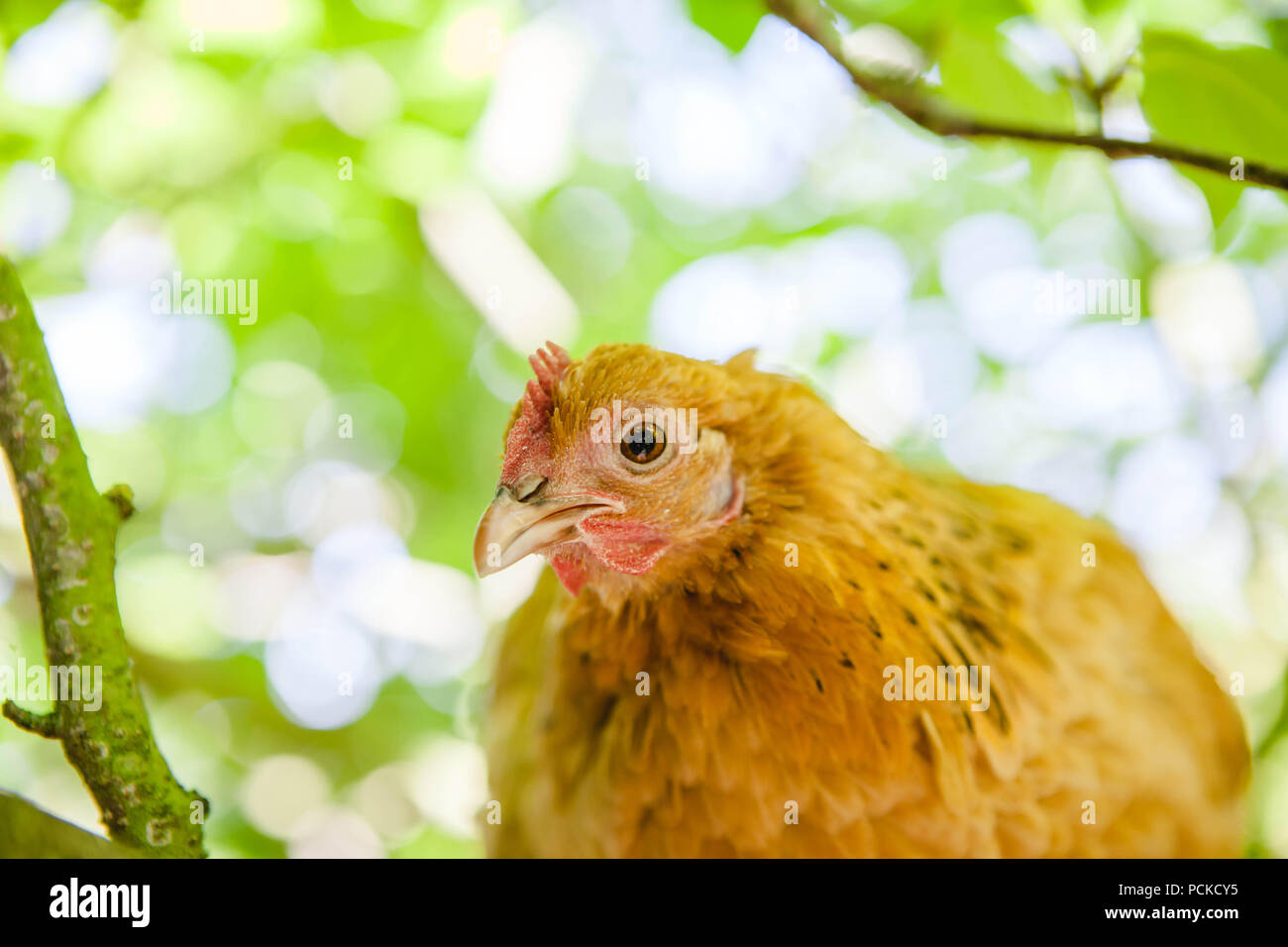 Sablepoot pollo Gallina Foto Stock