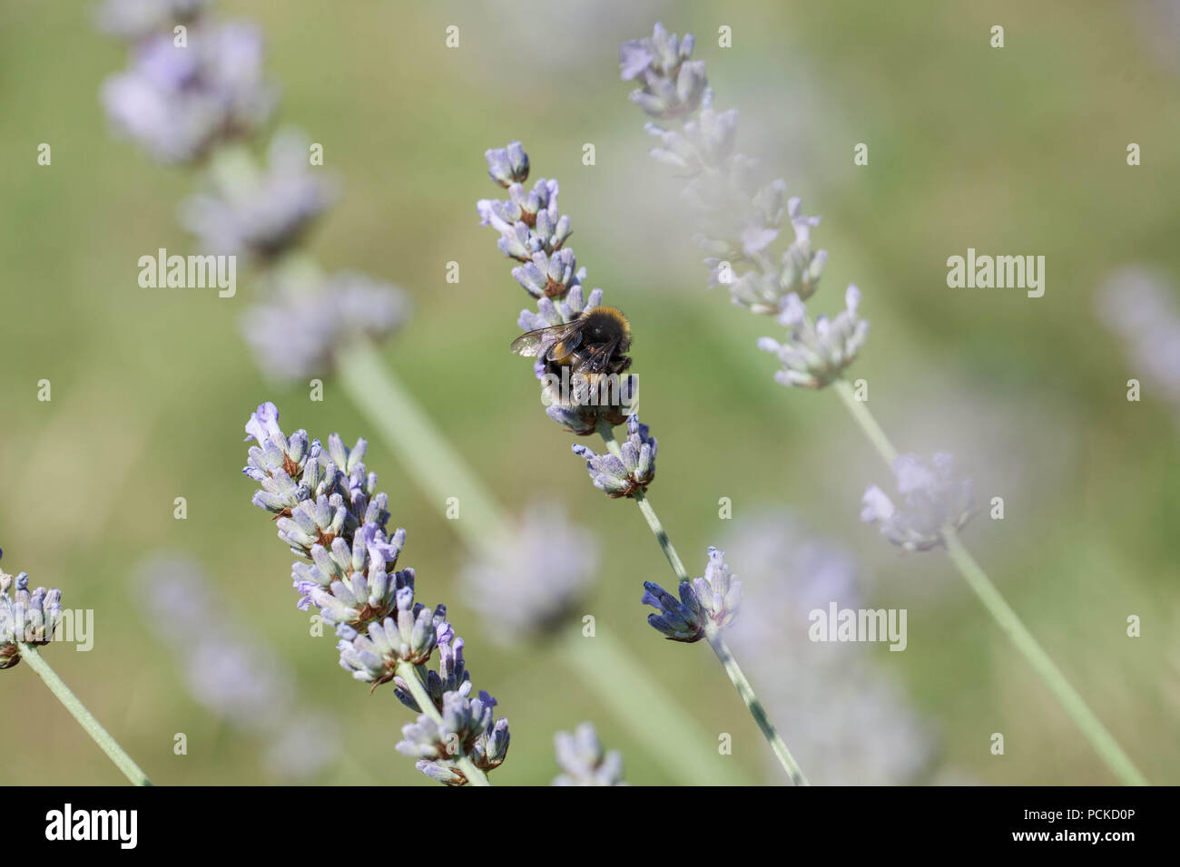 Ape su lavanda Foto Stock