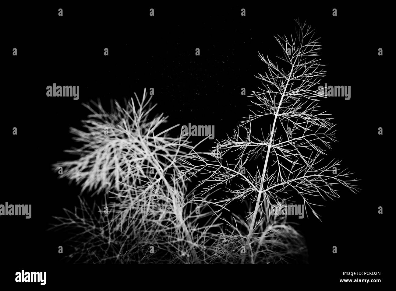 Un B&W fotografia del feathery foglie di finocchio erbe isolata su uno sfondo nero Foto Stock