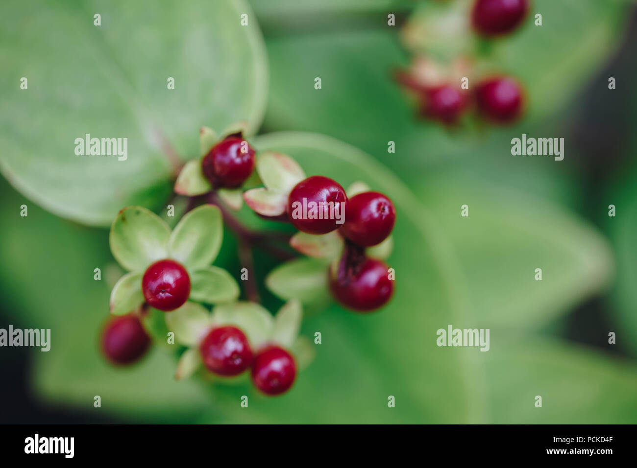 Rosso di bacche di Hypericum Foto Stock