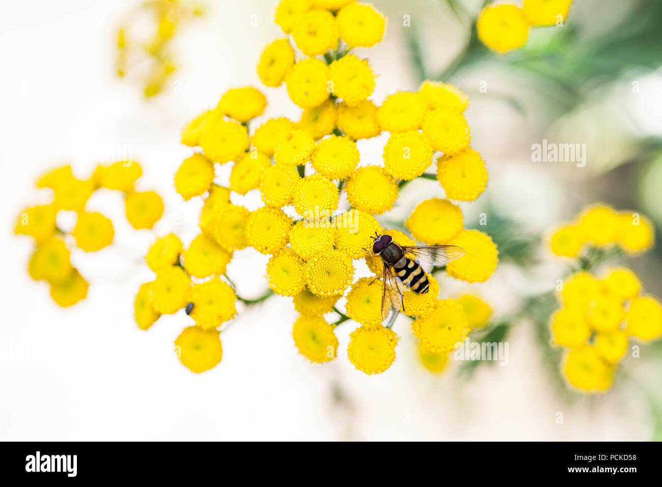 Hover volare mimando ape su fiore giallo Foto Stock