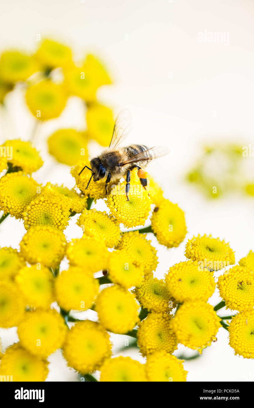 Il miele delle api per raccogliere il polline in fiore giallo Foto Stock