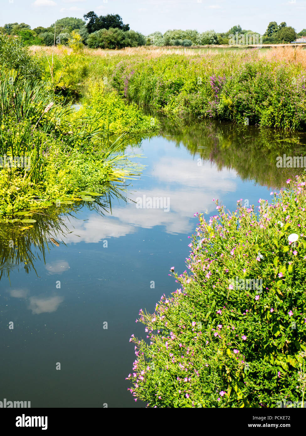 Ovaia Mead svolgono, Hurst acqua Prato fiducia, Dorchester-on-Thames, Oxfordshire, Inghilterra, Regno Unito, GB. Foto Stock