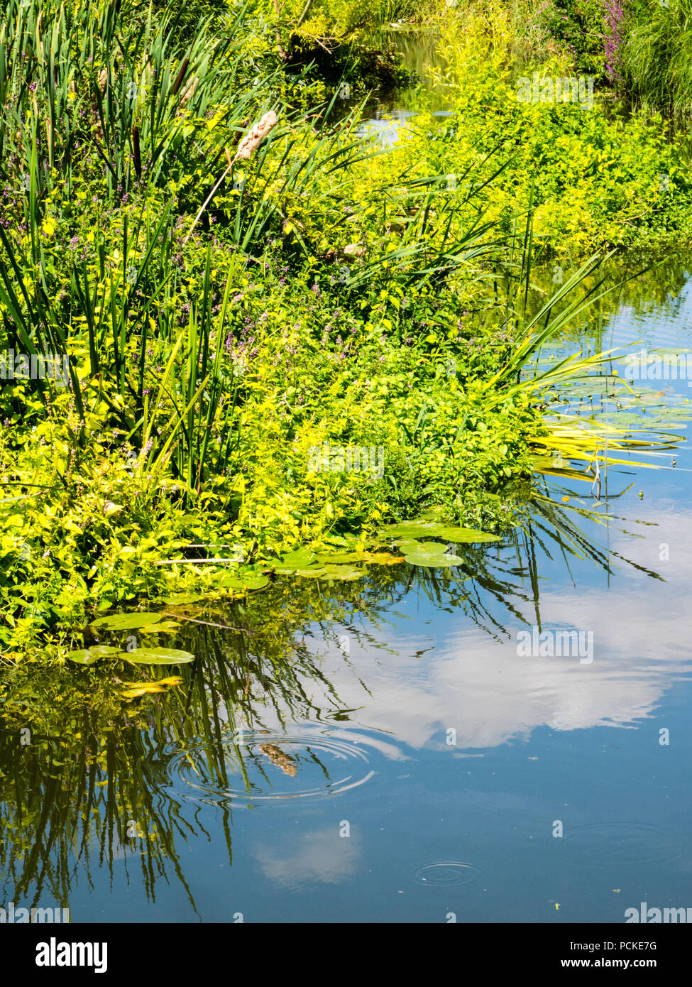 Ovaia Mead svolgono, Hurst acqua Prato fiducia, Dorchester-on-Thames, Oxfordshire, Inghilterra, Regno Unito, GB. Foto Stock