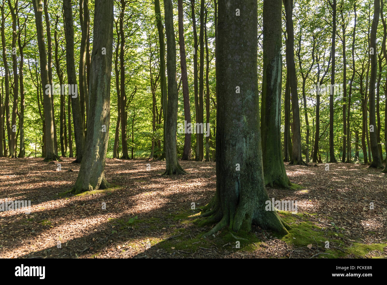 Primordiale del bosco di faggio Foto Stock