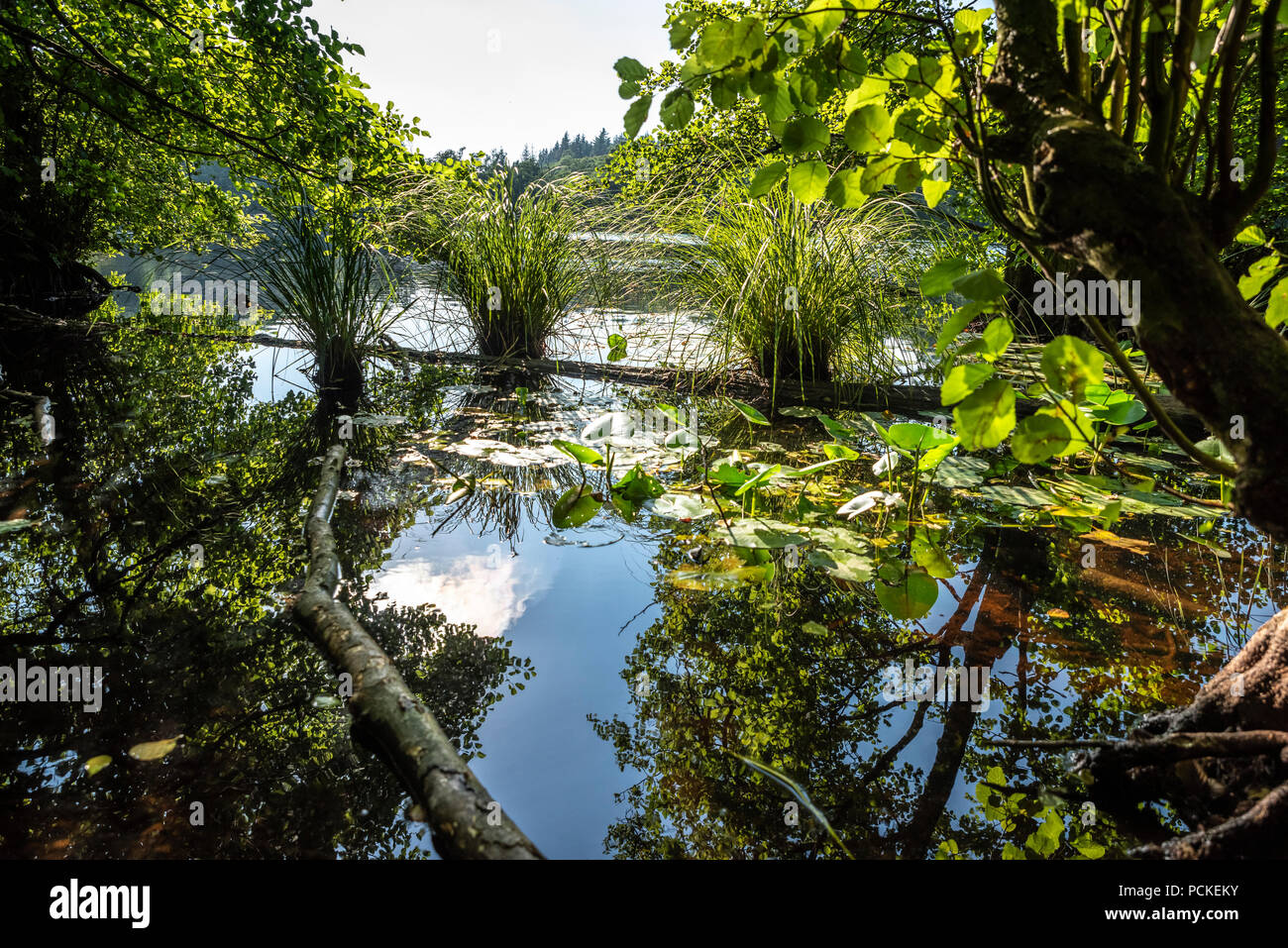 Bellissima vista di un lago nascosto nel cuore della foresta. Foto Stock