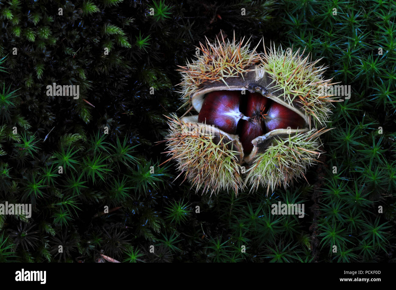 Le castagne sul muschio Foto Stock