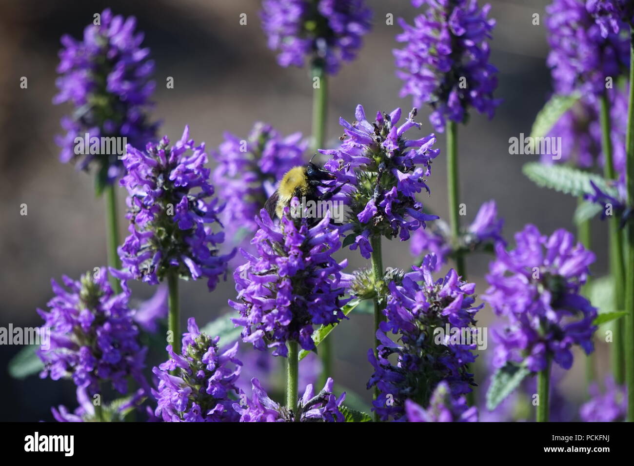 Un Bumble Bee alpini Betony, Dorothy Harvie giardino, lo Zoo di Calgary, Calgary, Alberta Foto Stock