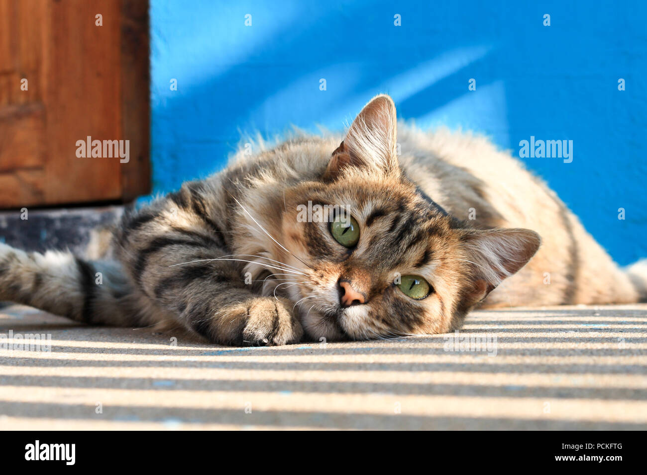 Fotogenico Cat con sfondo blu guardando nella telecamera Foto Stock
