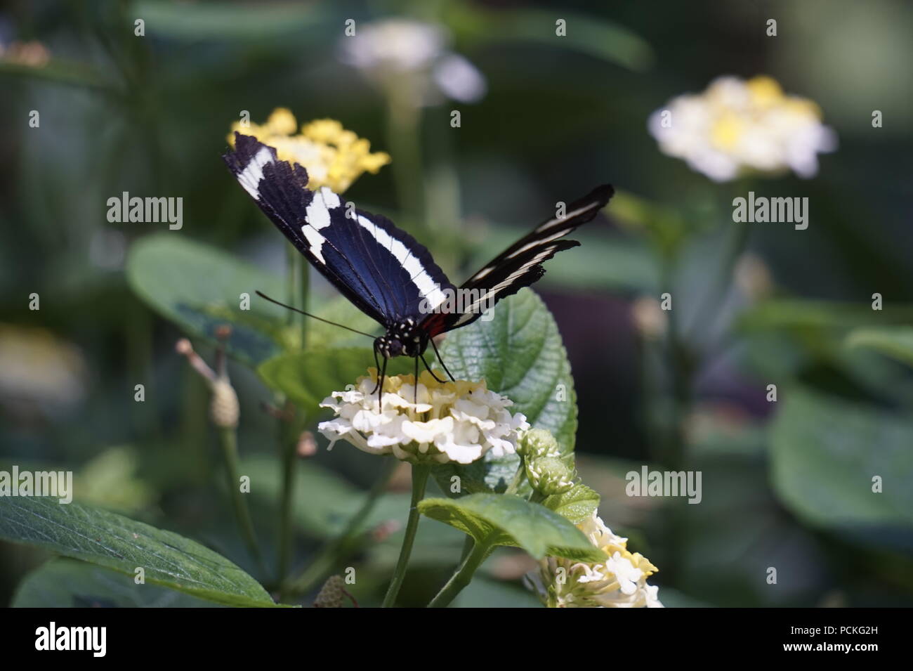 Zebra ala lunga Butterfly, Enmax Conservatorio, lo Zoo di Calgary, Calgary, Alberta Foto Stock