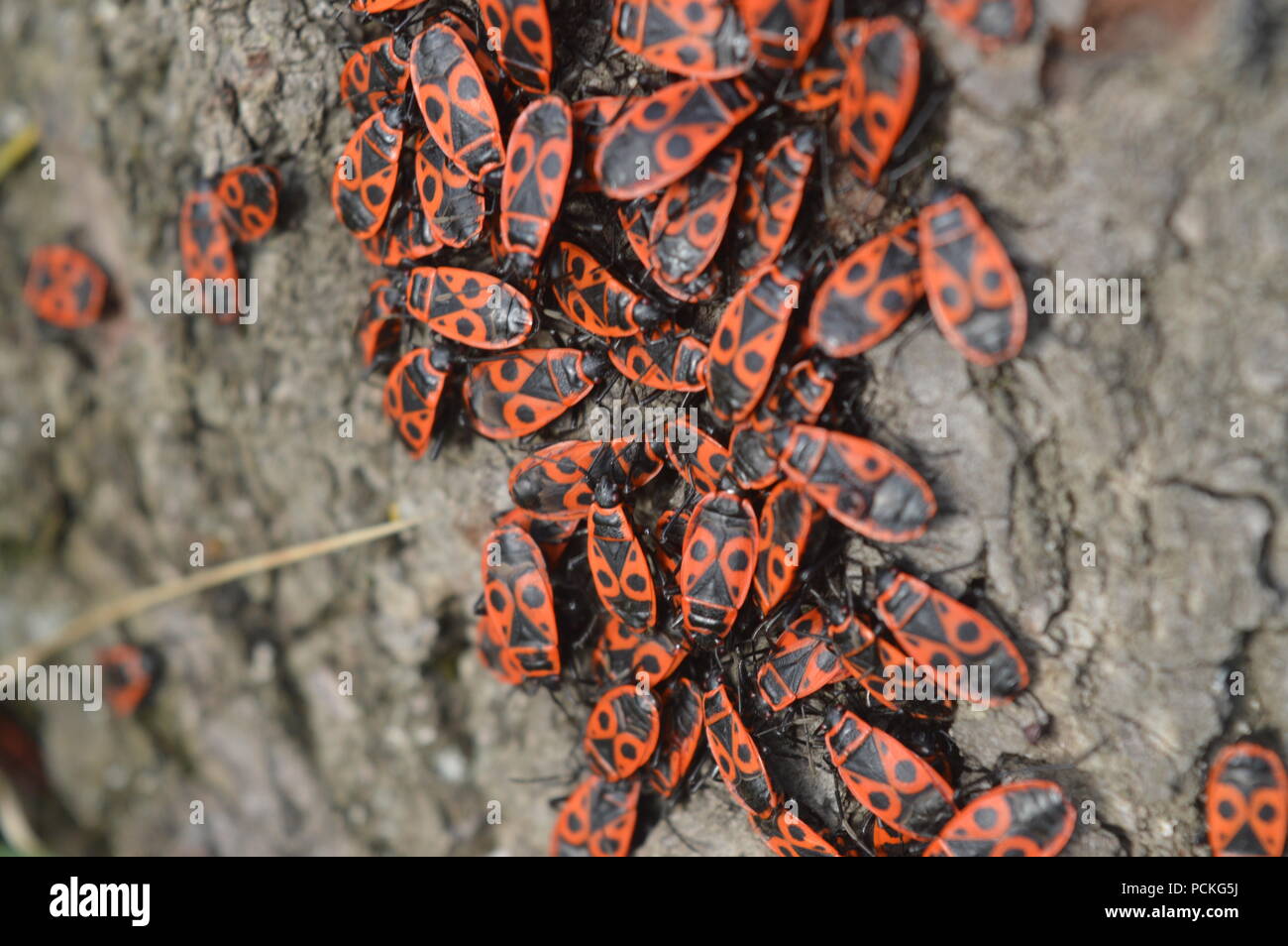 Red Bugs Foto Stock