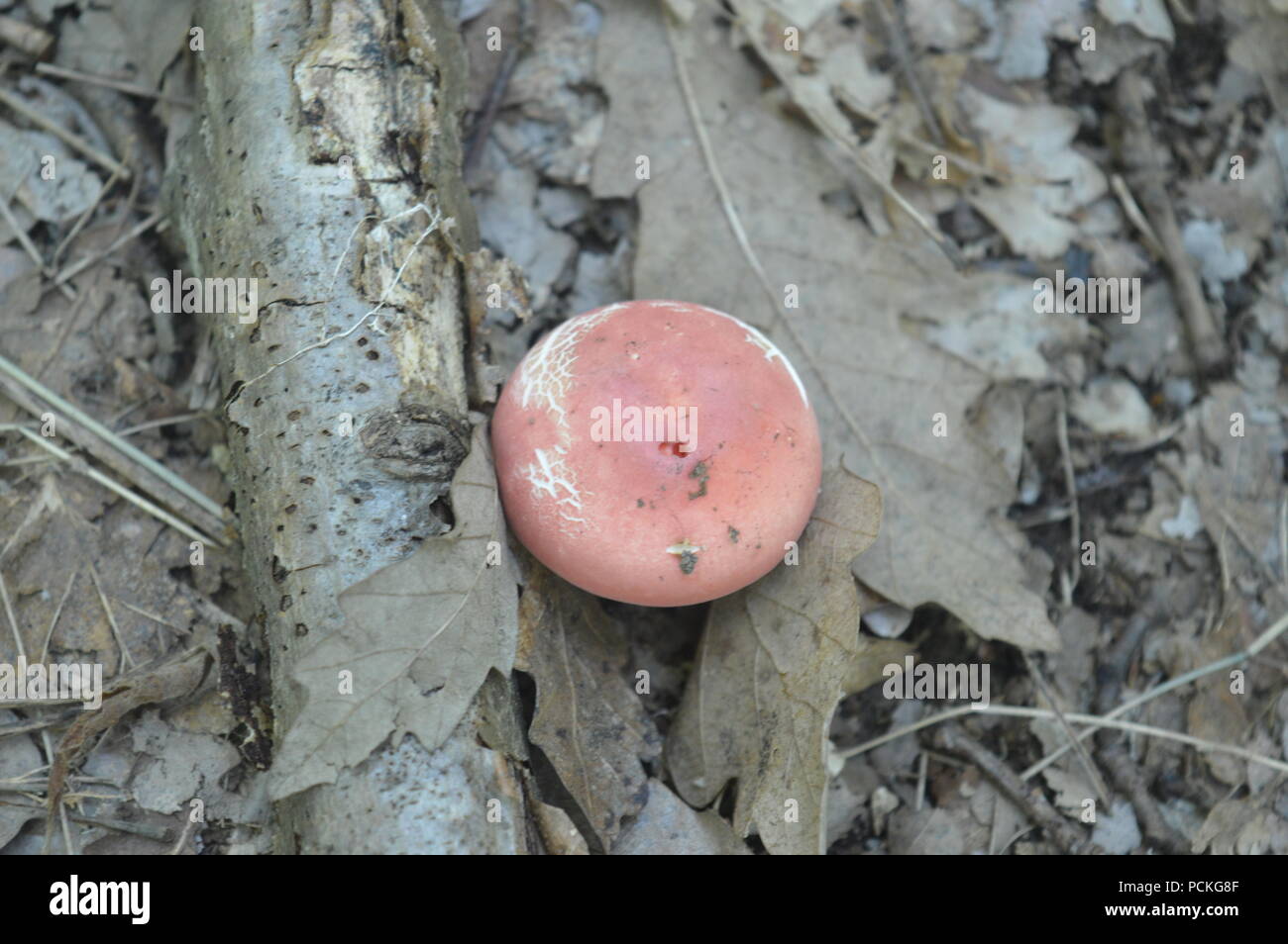 I funghi selvatici sugli alberi Foto Stock