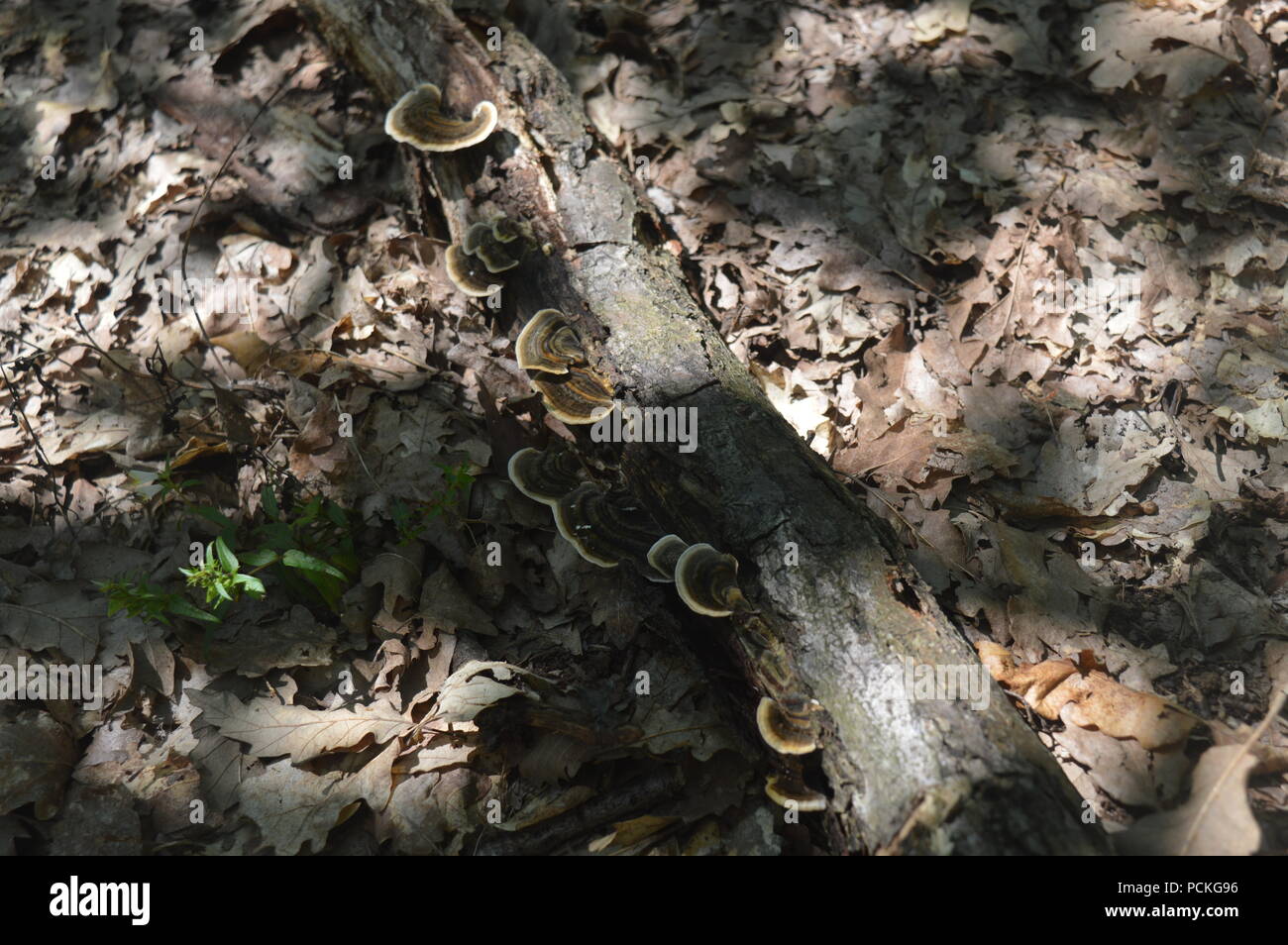 I funghi selvatici sugli alberi Foto Stock