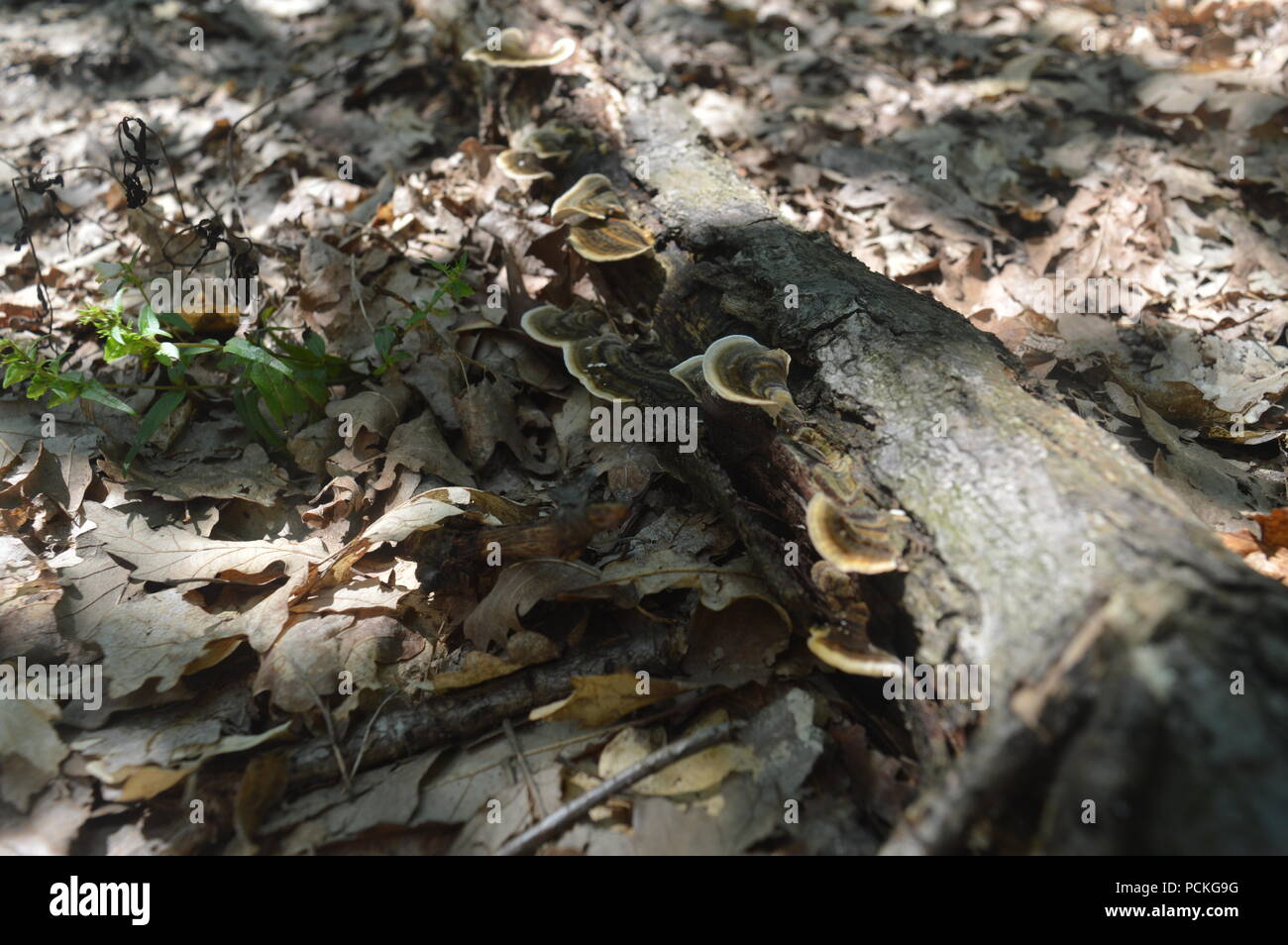 I funghi selvatici sugli alberi Foto Stock