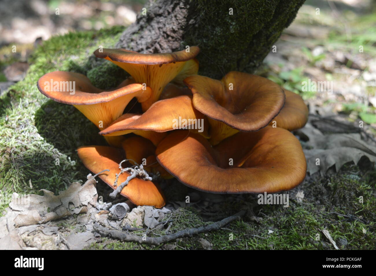 I funghi selvatici sugli alberi Foto Stock