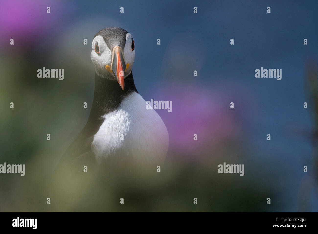 Atlantic Puffin (Fratercula arctica) rivolto in avanti con fuori fuoco viola di cardi e di erba in primo piano, Lunga, Scozia Foto Stock