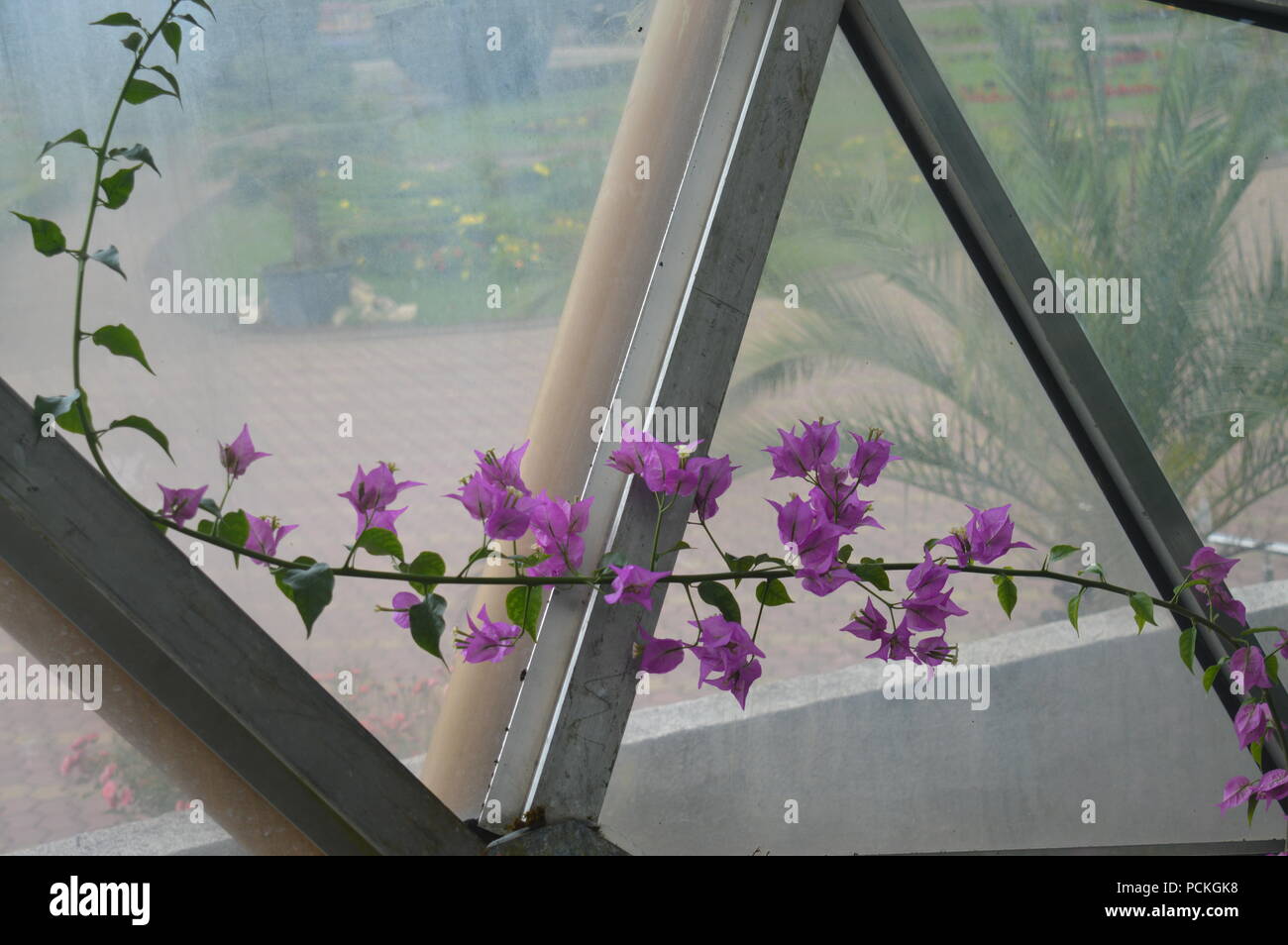 Cattleya Orchidee Foto Stock