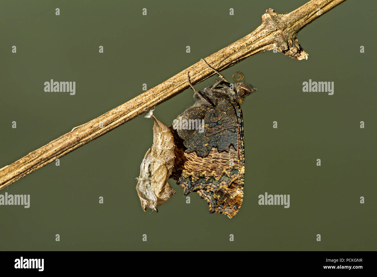 Appena schiuse butterfly, piccolo Fox (Aglais urticae) con vuoto esuvia, Cantone di Ginevra, Svizzera Foto Stock
