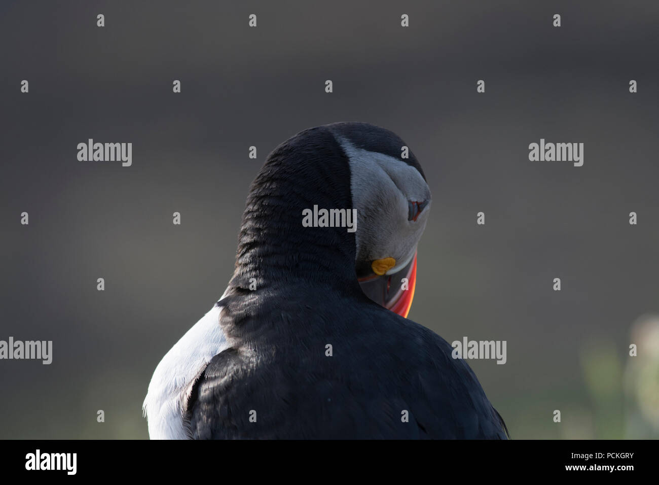 Atlantic Puffin (Fratercula arctica) rivolta lontano dalla fotocamera con bill incandescente, Lunga, Scozia Foto Stock