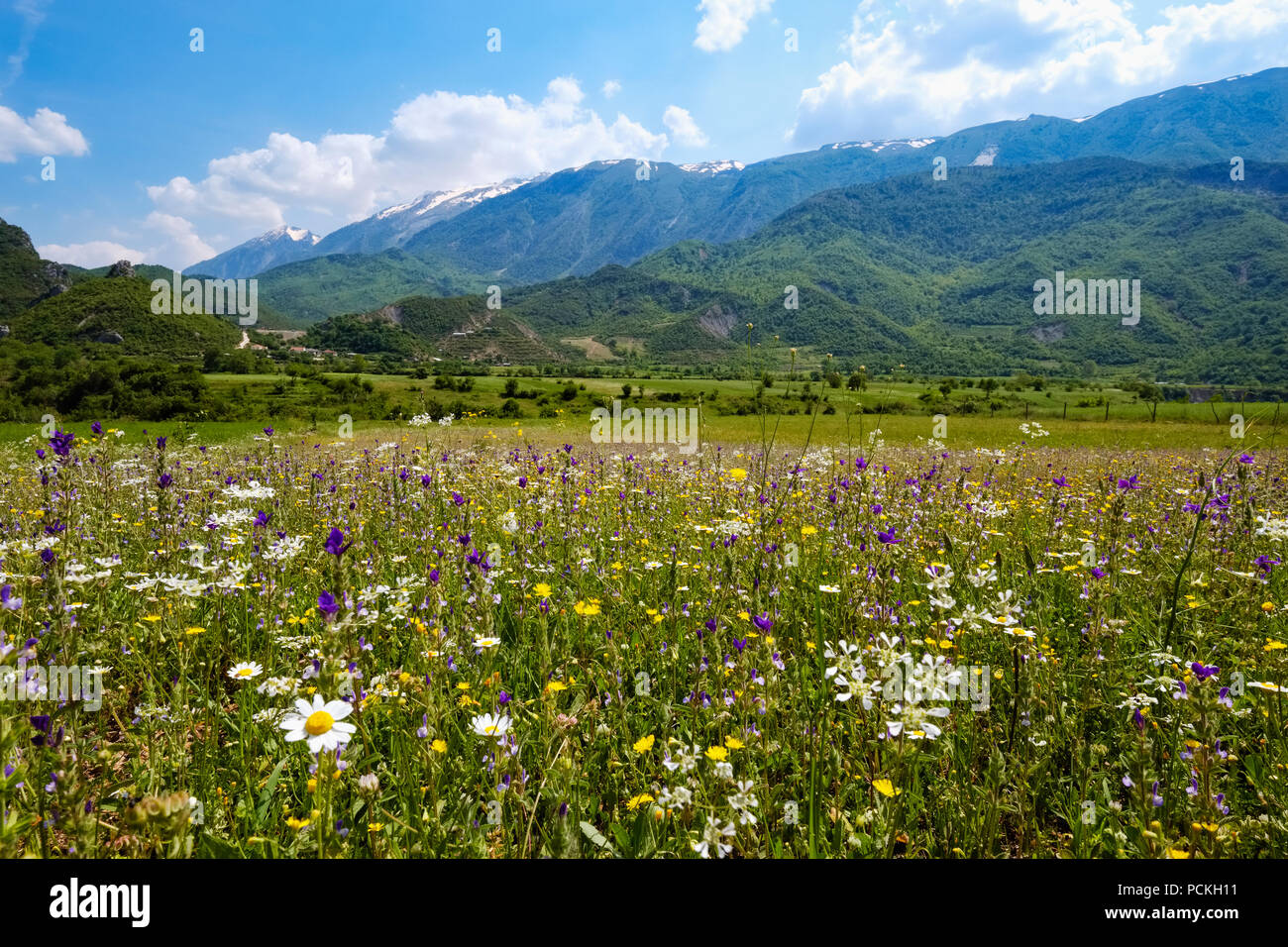 Fiore in Prato della Valle Vjosa, vicino Përmet, Qark Argirocastro, Gjirokastër, Albania Foto Stock