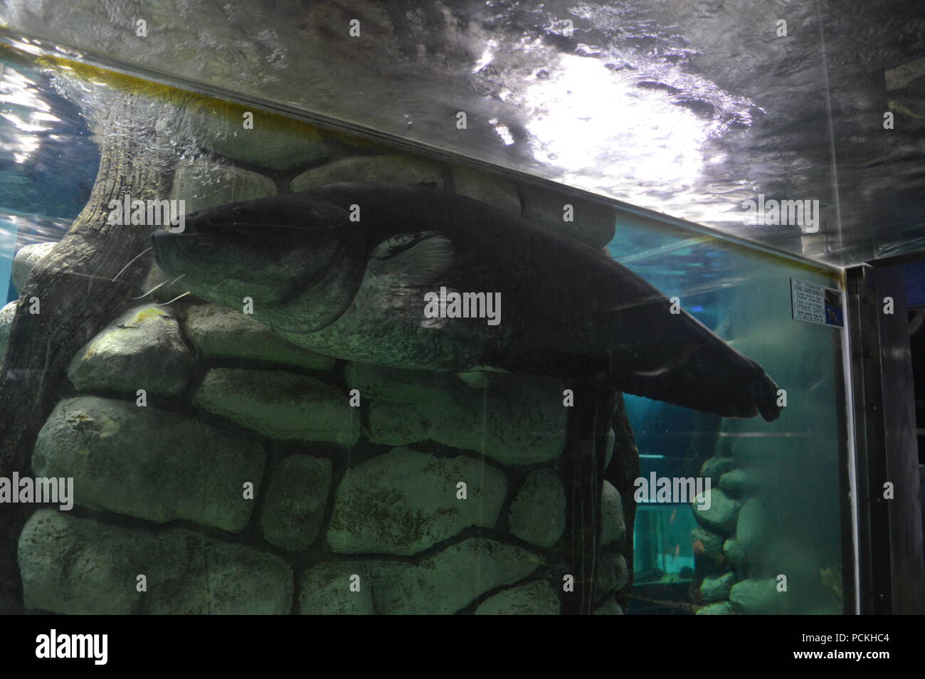 Pesce gatto gigante Foto Stock