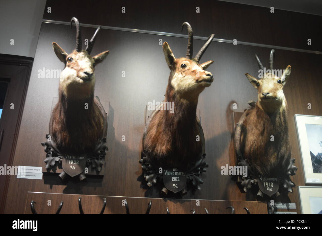 Il 'August von spiess' museo della caccia Foto Stock