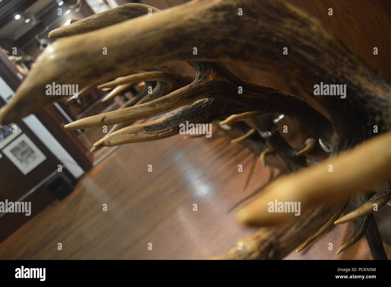 Il 'August von spiess' museo della caccia Foto Stock