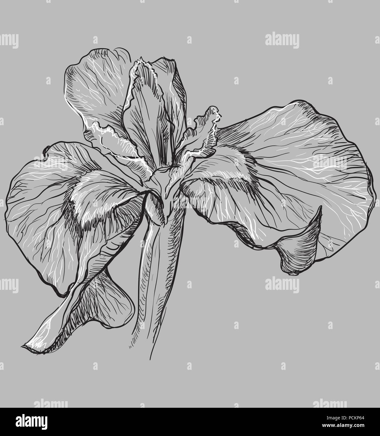 Disegnato a mano fiore Iris. Vettore illustrazione monocromatica isolato su sfondo grigio. Illustrazione Vettoriale