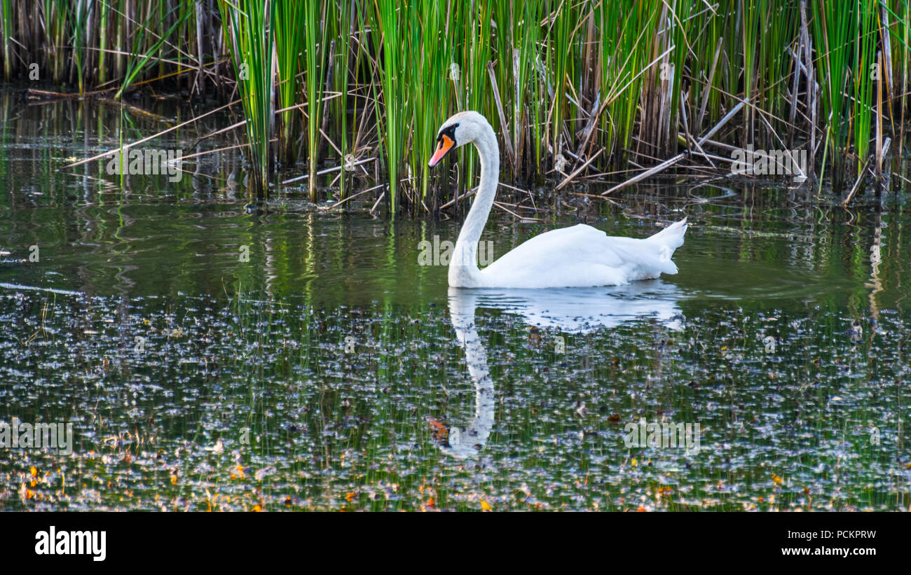 Bella bianca cigno sulla superficie dello stagno. Cygnus olor. Tranquilla scena romantica con un grazioso uccello di nuoto nel profilo e mirroring in acqua di lago. Foto Stock