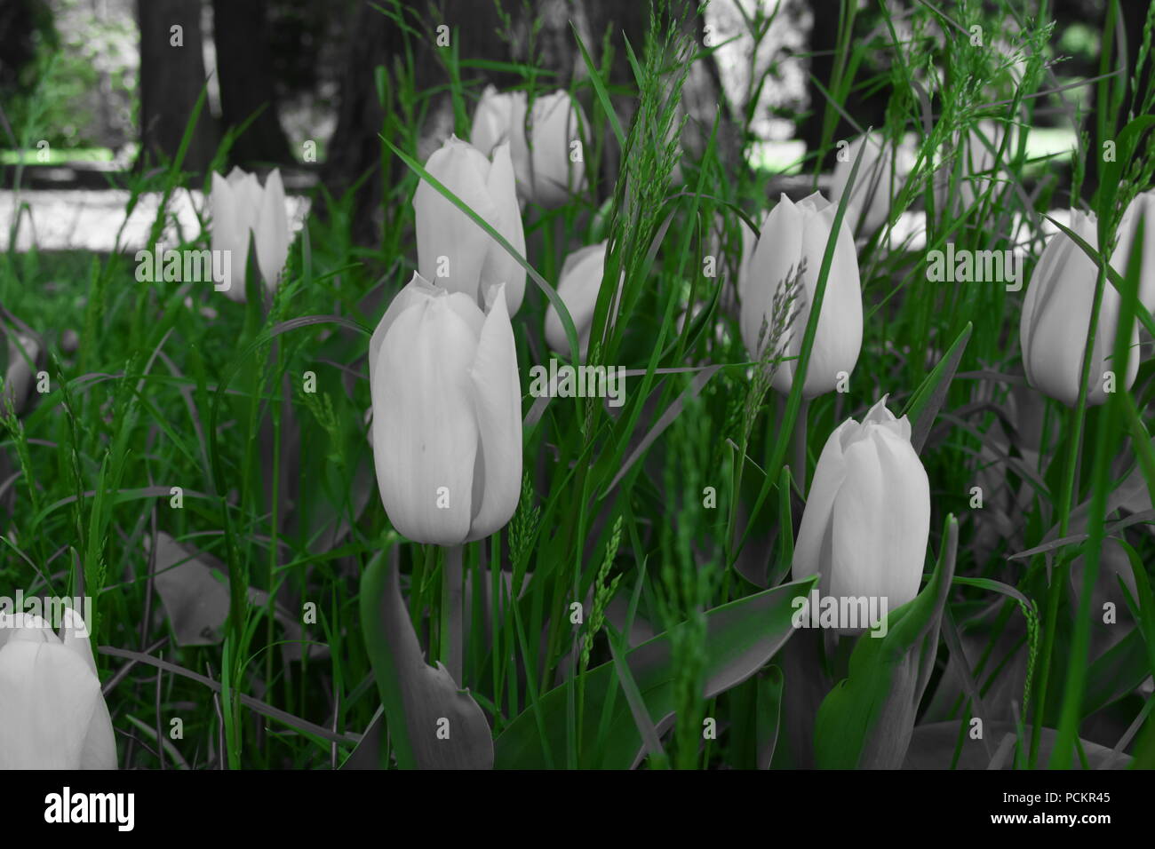 I tulipani (Tulipa) formano un genere di primavera-fioriture erbacee perenni geophytes bulbiferous. I fiori sono generalmente grandi, vistosi e vivacemente colorato Foto Stock