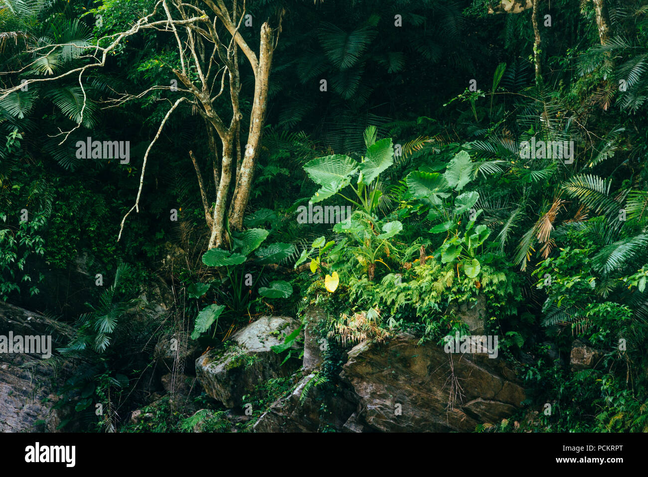 Ecosistema di foresta pluviale in Taiwan Foto Stock
