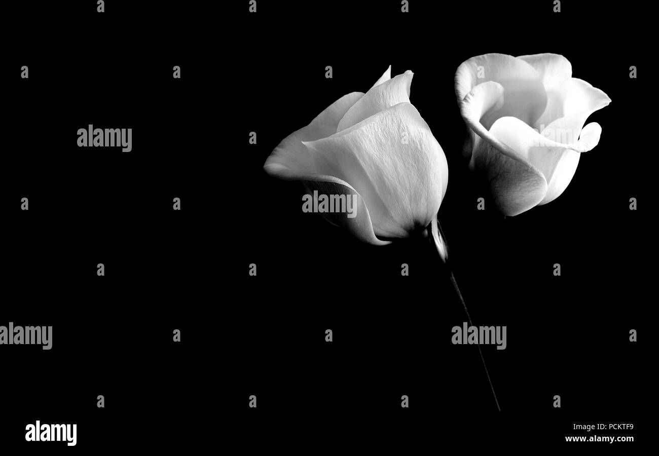 Lisianthus fiore su sfondo nero Foto Stock