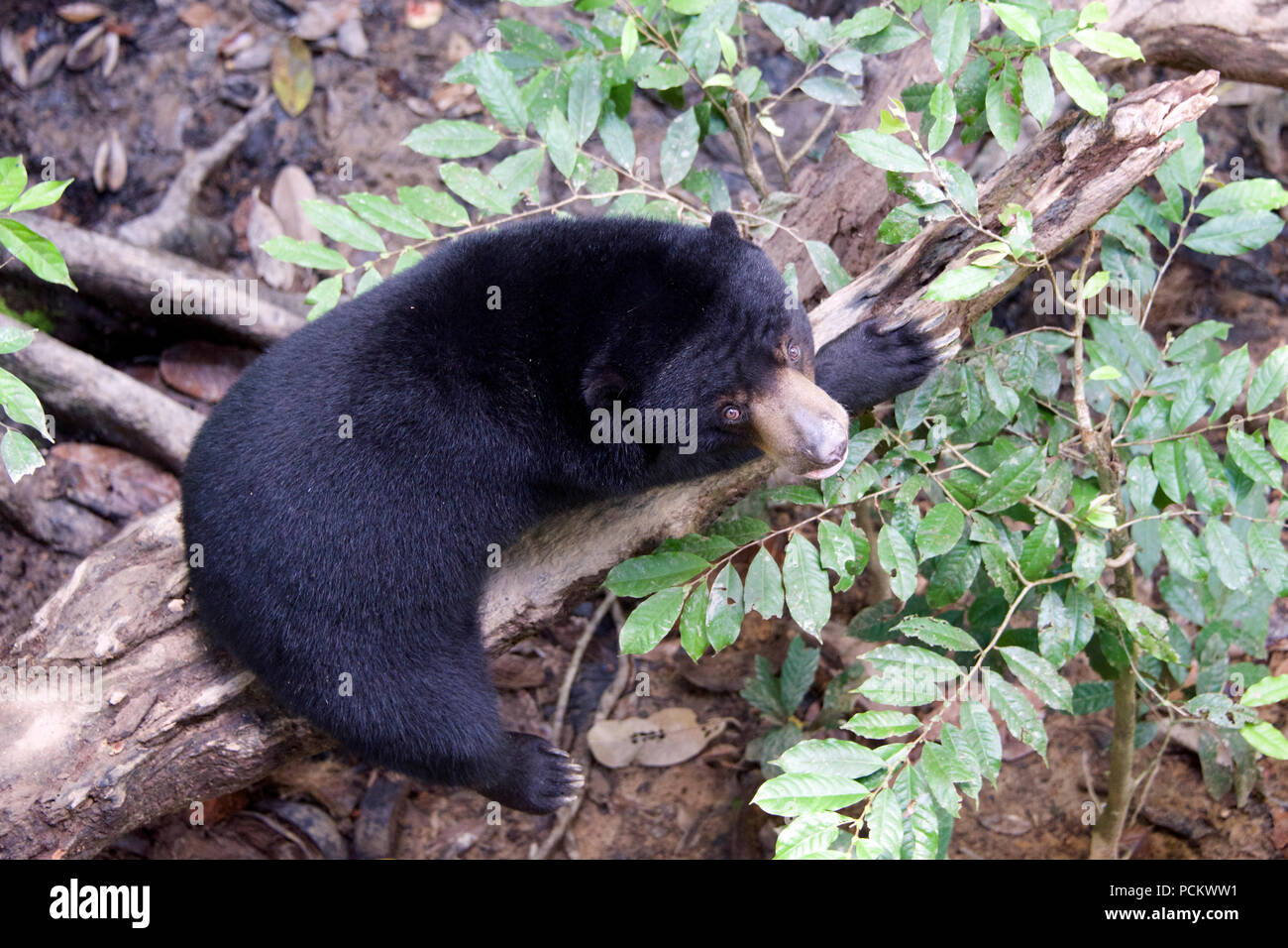 Borneo sun orso o Honey Bear Conservation Centre Sepilok Sabah Borneo malese federazione Foto Stock