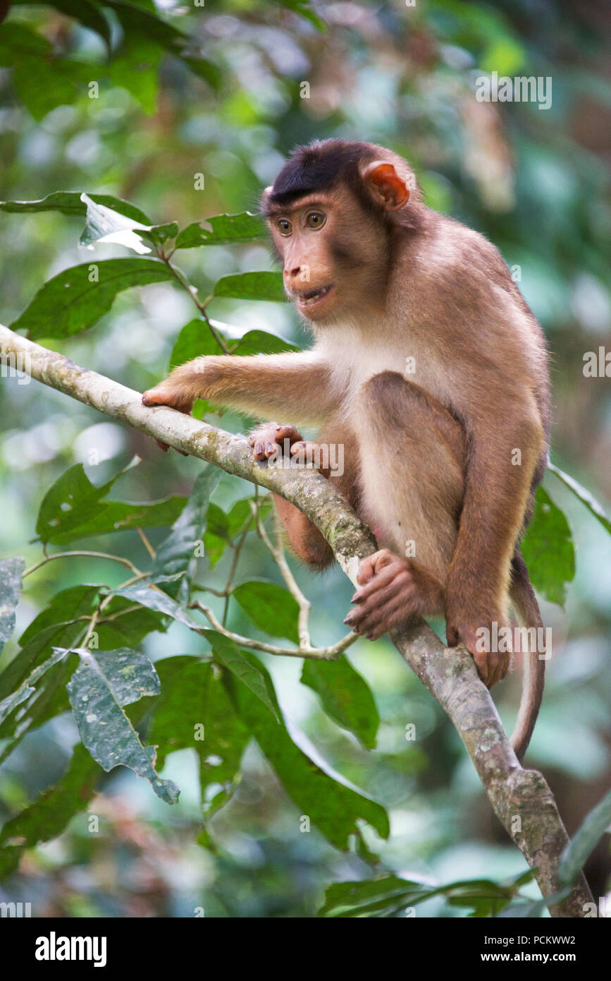 Lunga coda Macaque nella struttura ad albero di Sabah Borneo malese federazione Foto Stock