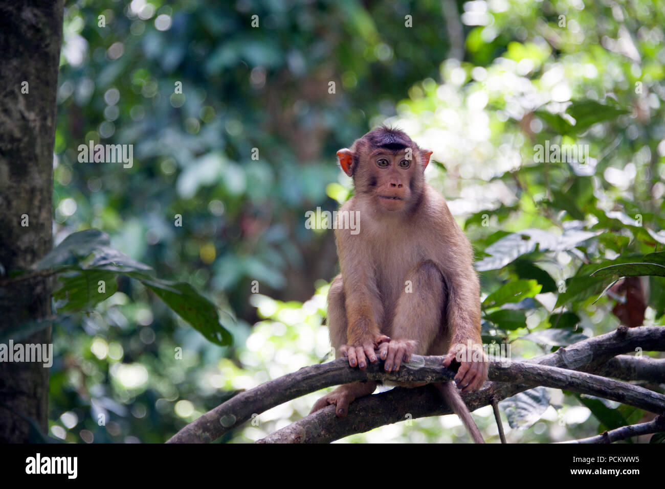 Lunga coda Macaque Sabah Borneo malese federazione Foto Stock