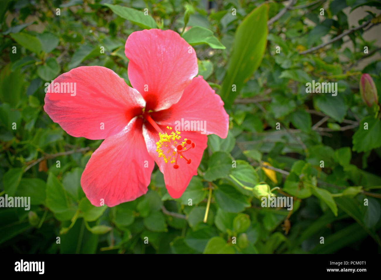 Bellissimo fiore rosa catturati in Hawaii su un giorno fantastico Foto Stock