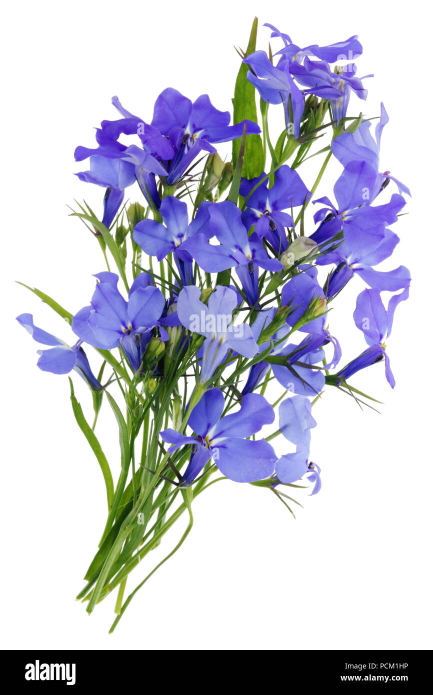 Piccolo bouquet di giardino alpino violette blu fiori. Isolato su bianco studio shot macro Foto Stock