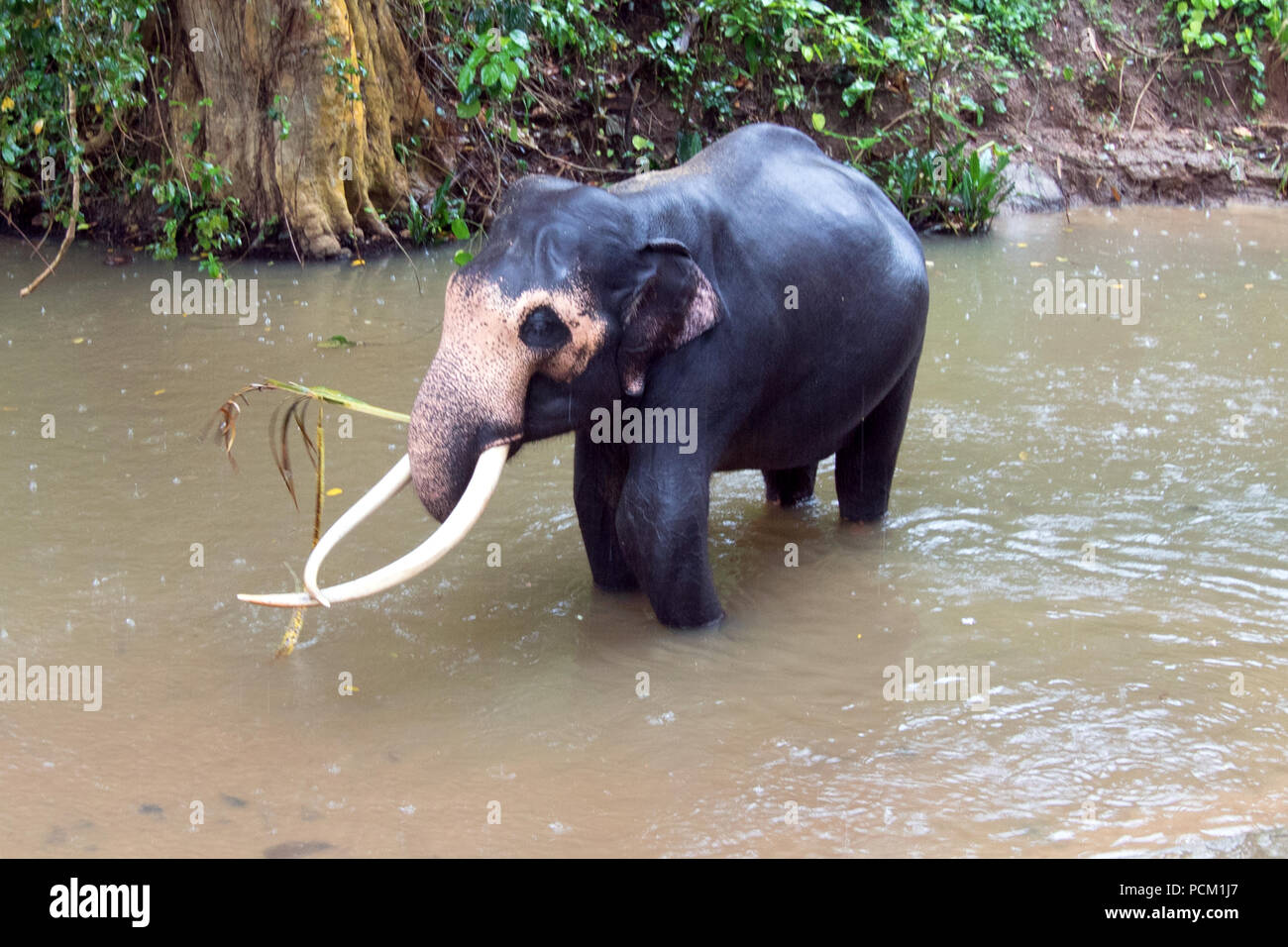 Bull Elefante asiatico con zanne giacente in acqua in Pinnawala Sri Lanka Foto Stock