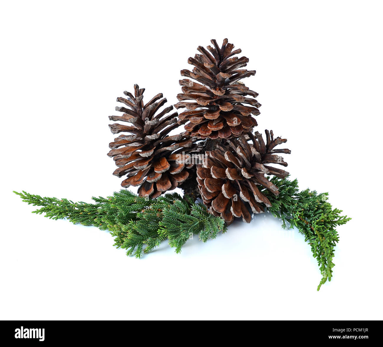 Grande gruppo di coni vari alberi di conifere isolato su bianco Foto Stock