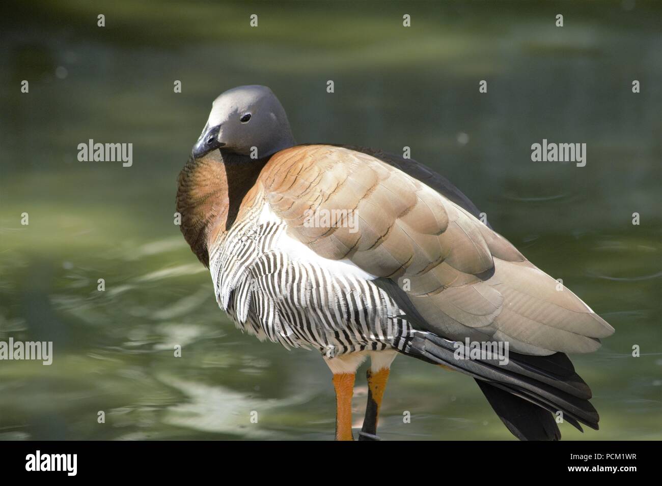 Ashy-headed Goose (Chloephaga poliocephala) Foto Stock