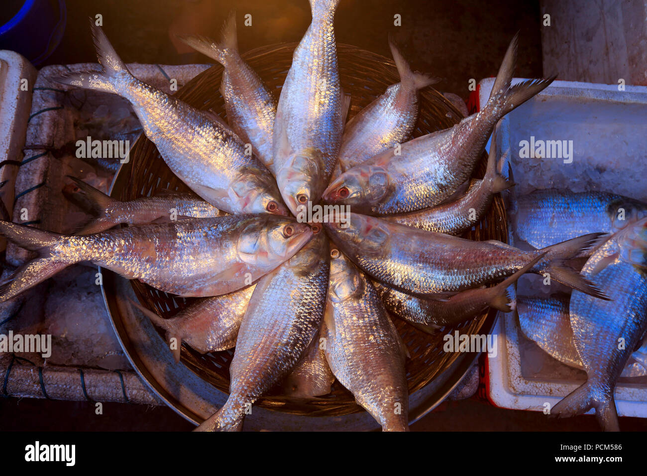 Visualizzazione di Hilsa pesci in un mercato di Barisal, Bangladesh. Foto Stock