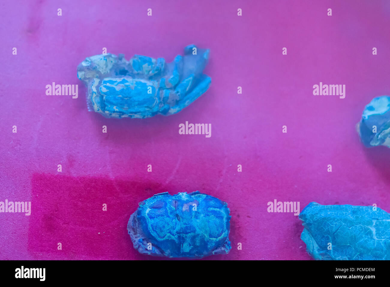 Granchio di combustibili fossili di animali preistorici per il collettore Foto Stock