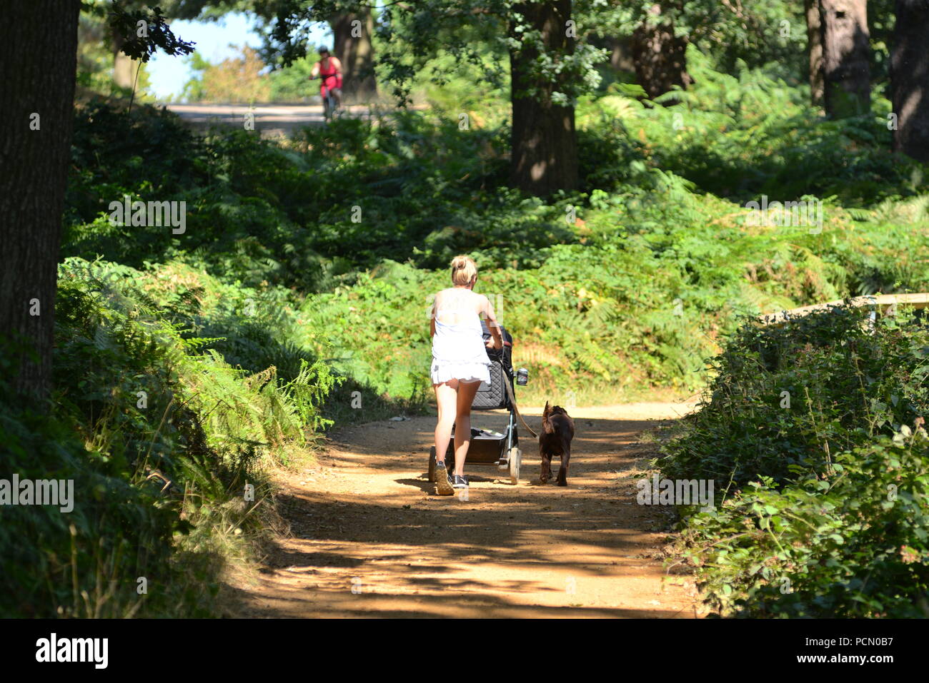 Donna che spinge un passeggino e cammina un cane in tempo caldo a Richmond Park, Londra, Regno Unito, 3rd agosto 2018, Meteo: Pomeriggio molto caldo con temperature intorno a 33 gradi Celsius. L'onda di calore è portata da sud da un pennacchio spagnolo. Foto Stock