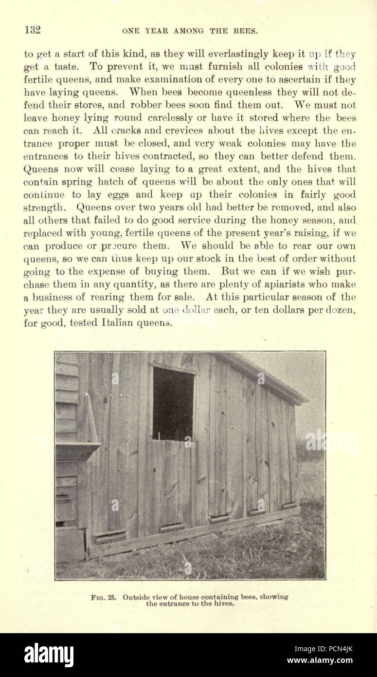 Erba medica, cavallette, api- il loro rapporto (pagina 132) Foto Stock