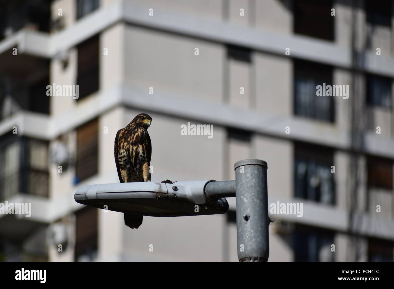 Insolito abitante della città, un Harris's hawk (Parabuteo unicinctus) centro di Buenos Aires su un lampione Foto Stock