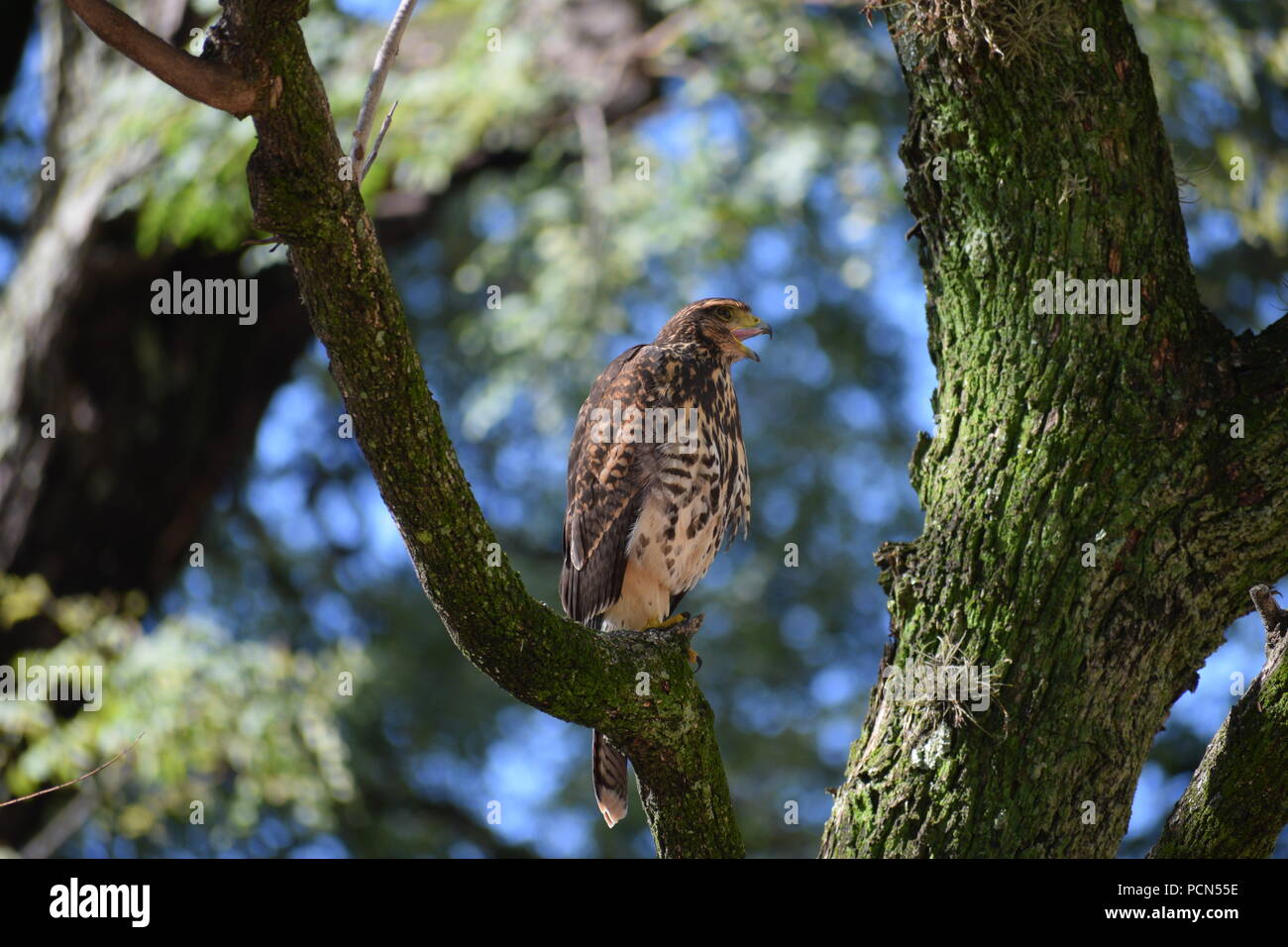 Insolito abitante della città, un Harris's hawk (Parabuteo unicinctus) centro di Buenos Aires su un albero in un parco Foto Stock