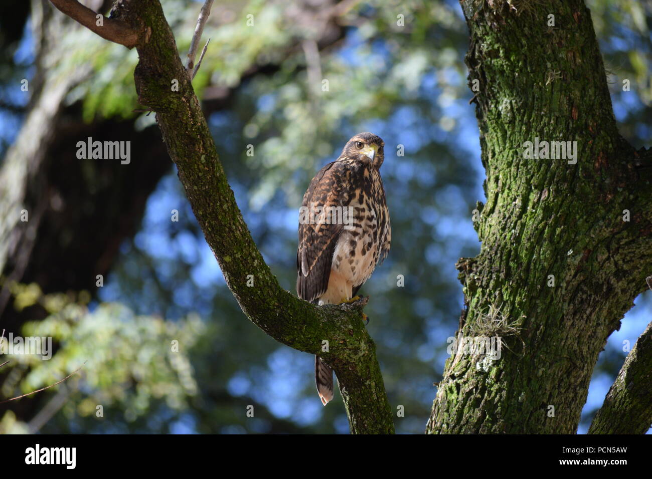 Insolito abitante della città, un Harris's hawk (Parabuteo unicinctus) centro di Buenos Aires su un albero in un parco Foto Stock